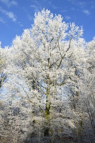 France, Bas Rhin, Saverne region, frosted trees