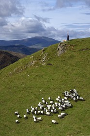 France, Pyrenees Atlantiques, Basque Country, Camino de Santiago (the Way of St. James) on the GR 65 between Saint Jean Pied de Port and Roncesvalles towards the Bentarte Pass, shepherd and his manech blackhead sheep flock on the slopes of the Leizar Atheka