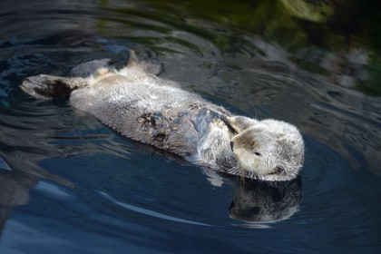 Portugal, Lisbonne, Parque das Nações (Parc des nations) construit pour l'exposition universelle de 1998, Oceanário (Oceanarium), loutre de mer (Enhydra lutris)