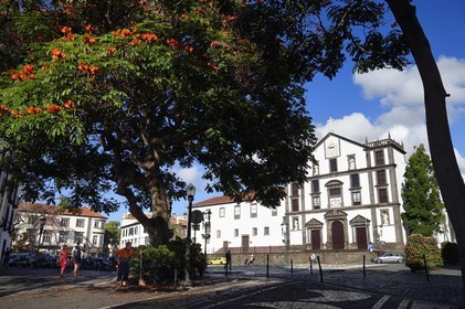 Portugal, Madeira Island, Funchal, praca do municipio, Church of St. John the Evangelist (Igreja de Sao Joao Evangelista) or Church of the Jesuit College and tulip tree from Gabon
