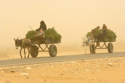 Egypte, désert libyque, oasis de Dakhla, chariot lors du vent de sable (khamsin)