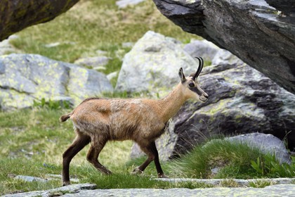 France, Alpes-Maritimes, parc national du Mercantour (Mercantour National Park), the Vallee des Merveilles (Valley of Wonders), chamois next to the Rock of the Altar