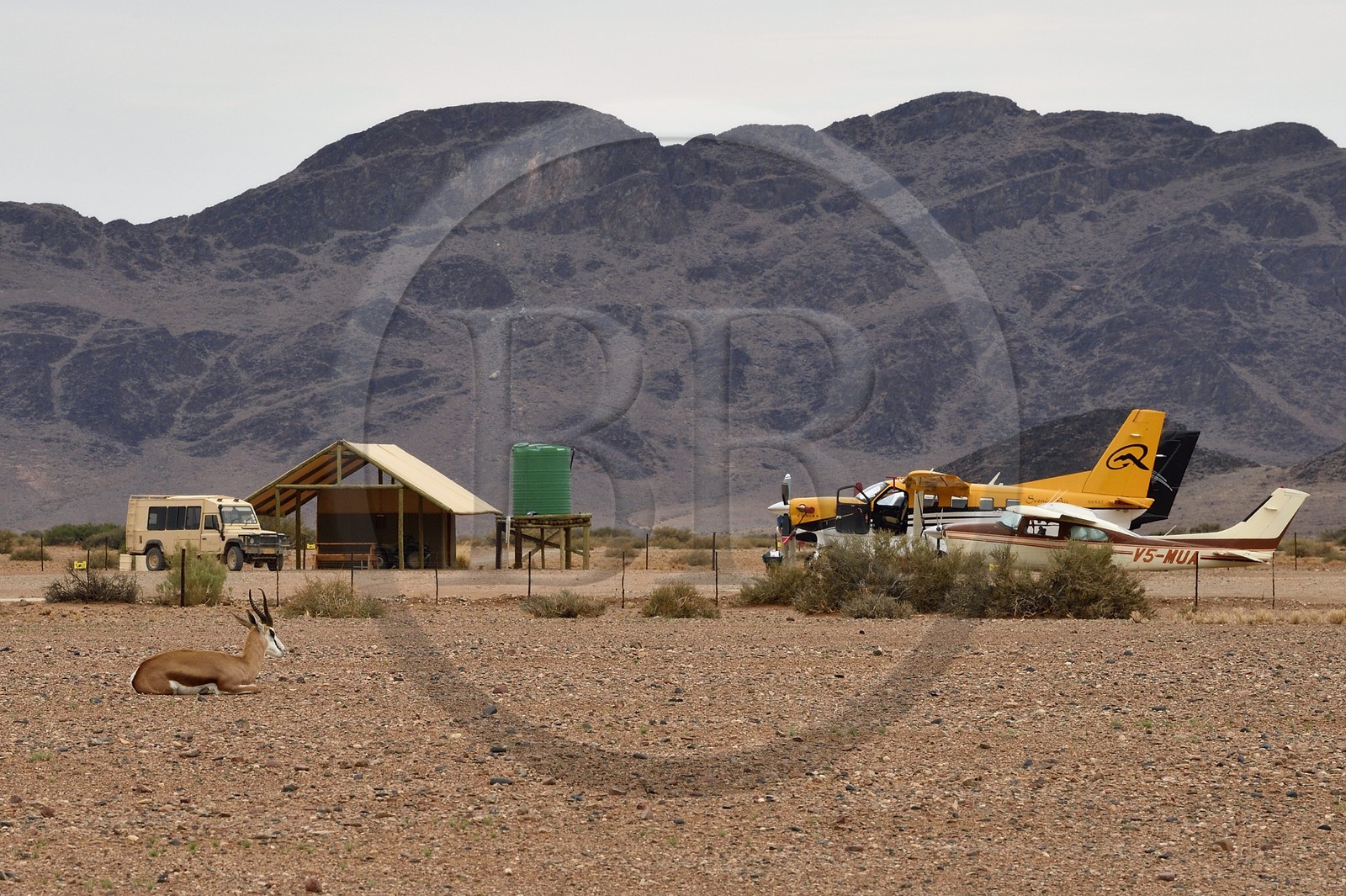 Namibia, Hardap region, Namib Desert East of the Namib Naukluft National Park towards Sossusvlei, small private airport and springbok (antidorcas marsupalis)