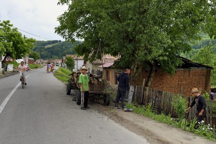 Romania, Transylvania, Valea Viilor (in German Wurmloch), unloading wood logs of a carriage