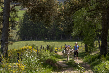 France, Lozère (48), Luc, randonnée dans la foret de la Gardille avec un âne sur le chemin de Stevenson (GR 70)