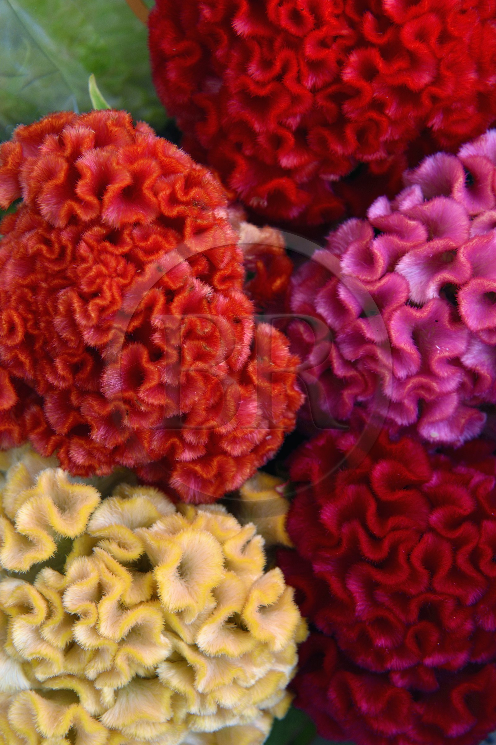 France, Alpes-Maritimes, Nice, old town, cours Saleya market, flower market, cockscomb flower, Celosia Spicata