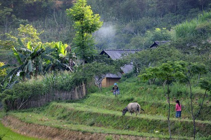 Vietnam, province de Lao Cai, région de Bac Ha, ferme de Hmong Fleur