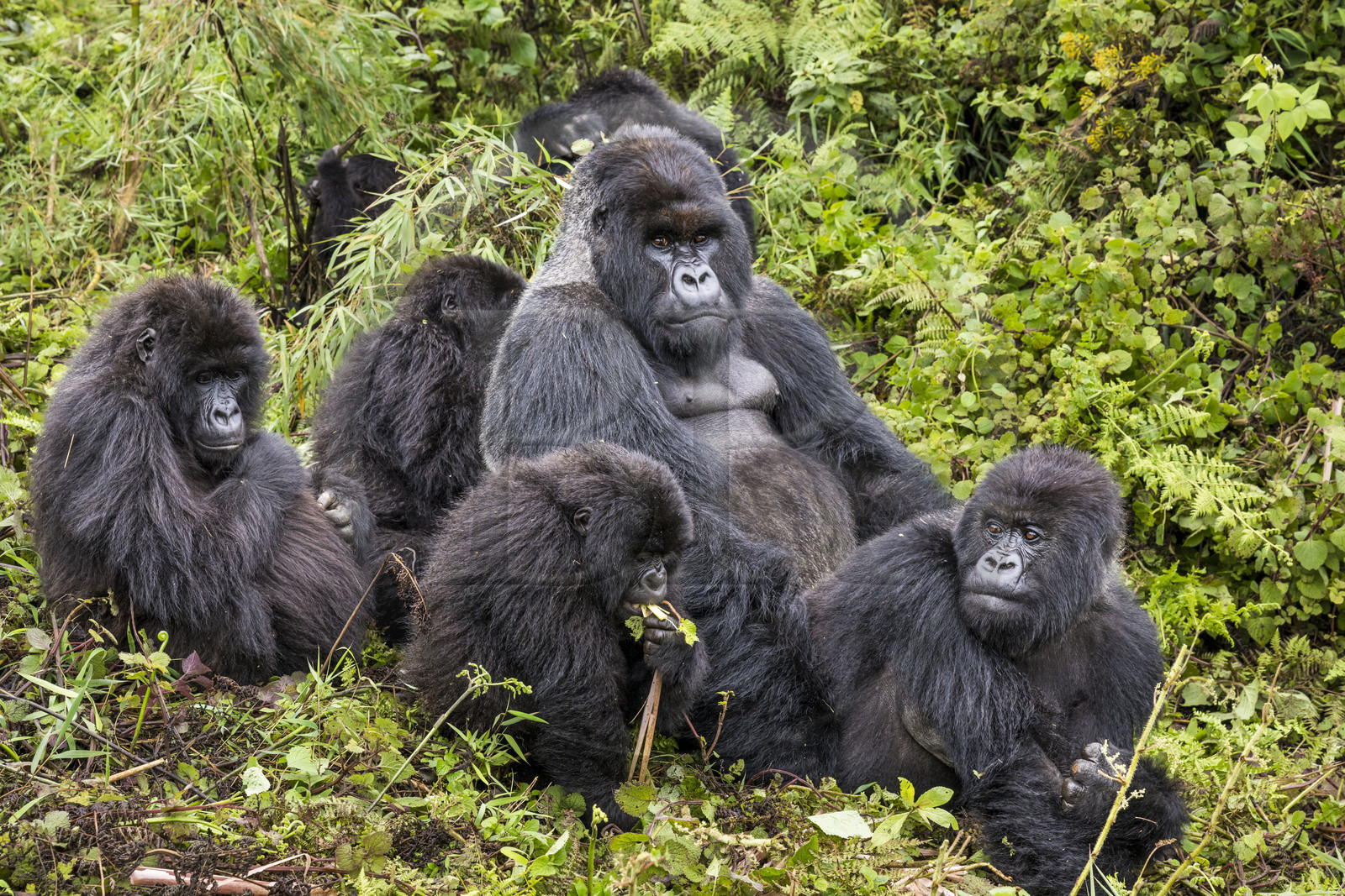 Rwanda, Province du Nord, Parc National des Volcans dans la chaine des Monts Virunga, mont Karisimbi, gorilles des montagnes (Gorilla beringei beringei), accouplement du male dos argenté (silverback) nommé Impuzamahanga qui est le male dominant du groupe Susa