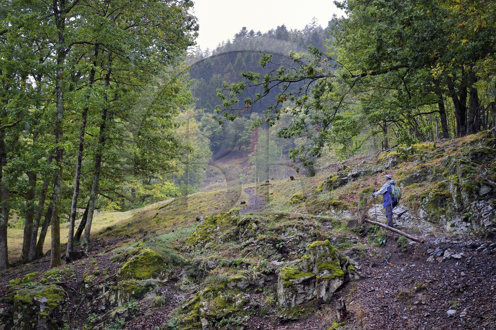 France, Haut-Rhin (68), Parc naturel régional des ballons des Vosges, randonneur remontant la vallée de Storckensohn à l'ouest de Fellering