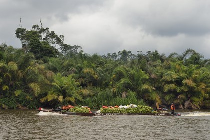 Gabon, Ogooue-Maritime Province, motor boat with its load of bananas going up a river of the Fernan Vaz (Nkomi) lagoon