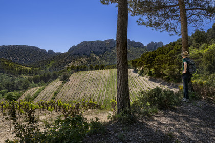 France, Vaucluse, Dentelles de Montmirail mountains, Gigondas, hiker on a path along the Dentelles Sarrasines in the heart of the massif