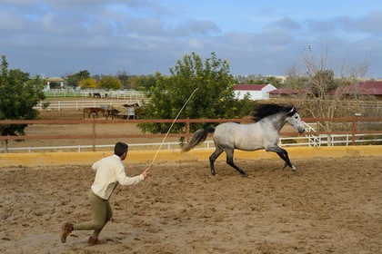 Spain, Andalusia, Seville Province, Utrera, the Ayala stud farm (Yeguada Ayala), training of an Andalusian horse also known as the Pure Spanish Horse or PRE (Pura Raza Espanola)