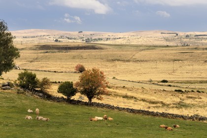 France, Cantal (15), Parc naturel régional de l'Aubrac, plateau de l'Aubrac vers Penaveyre, vaches de race Aubrac