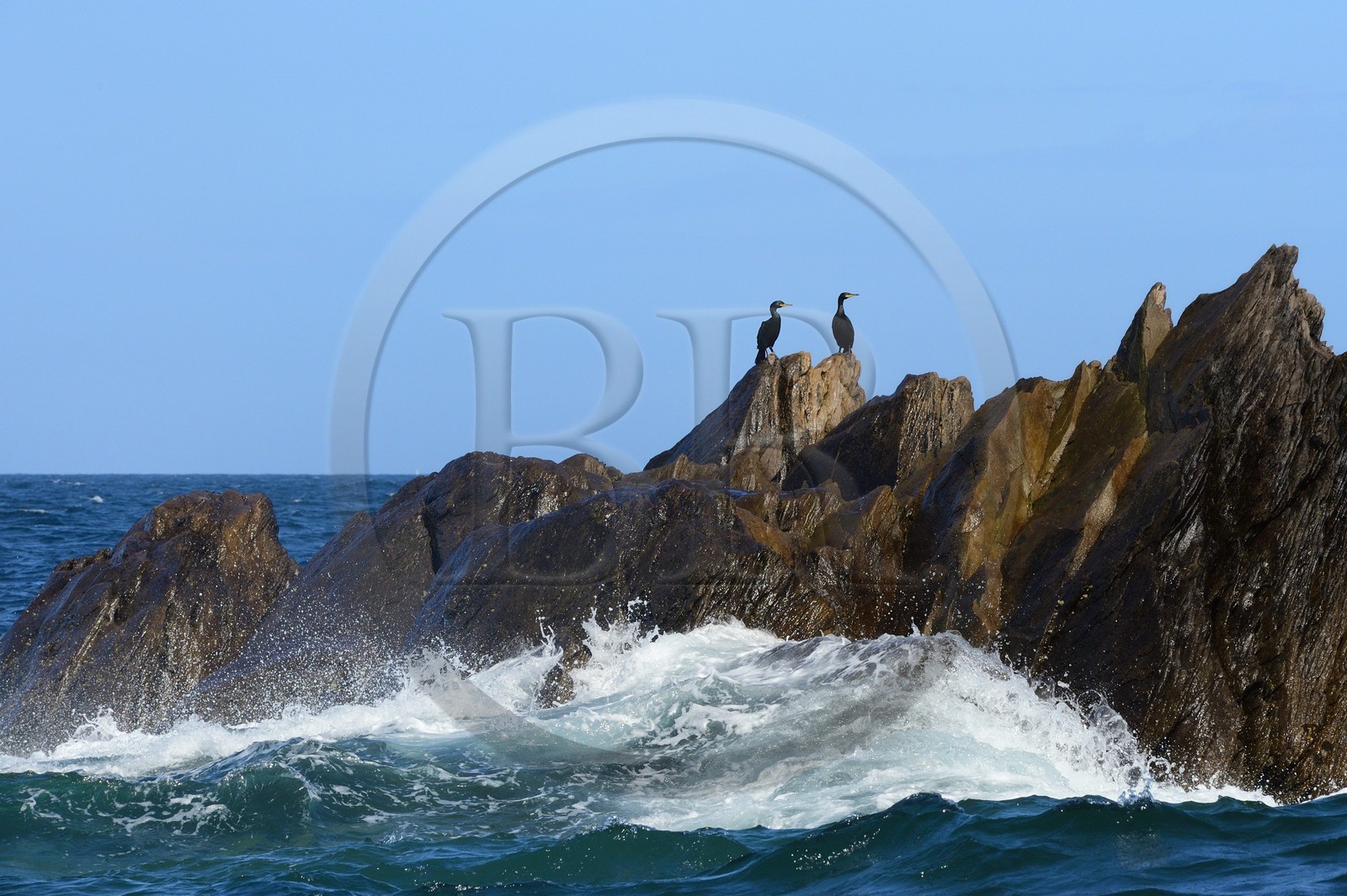 France, Côtes-d'Armor (22), Perros-Guirec, archipel et réserve ornithologique de Sept-Iles, Ile Rouzic, cormorans sur les Rochers Noirs