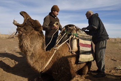 Iran, Isfahan province, Dasht-e Kavir desert, Mesr in Khur and Biabanak County, loading camels