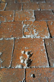 France, Cote d'Or, Chateauneuf en Auxois, labelled Les Plus Beaux Villages de France (The Most Beautiful Villages of France), the castle, imprint of animals dating from the Middle Ages in the clay tiles of the ground to chase away evil spirits