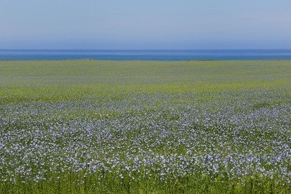 France, Seine-Maritime (76), Pays de Caux, Côte d'Albâtre, Sotteville-sur-Mer, champ de lin en fleur