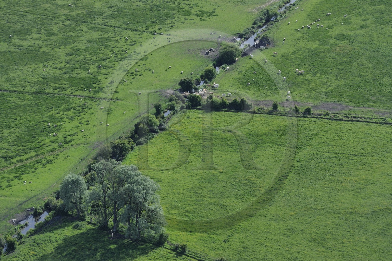 France, Eure (27), Marais-Vernier, troupeau de moutons (vue aérienne)