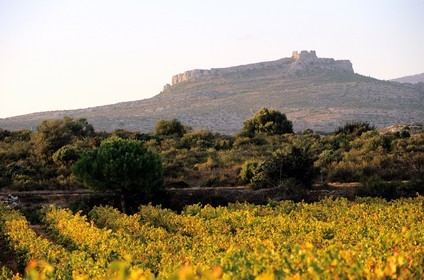 France, Pyrenees Orientales, catalan corbieres region, Opoul Perillos castle and vineyards