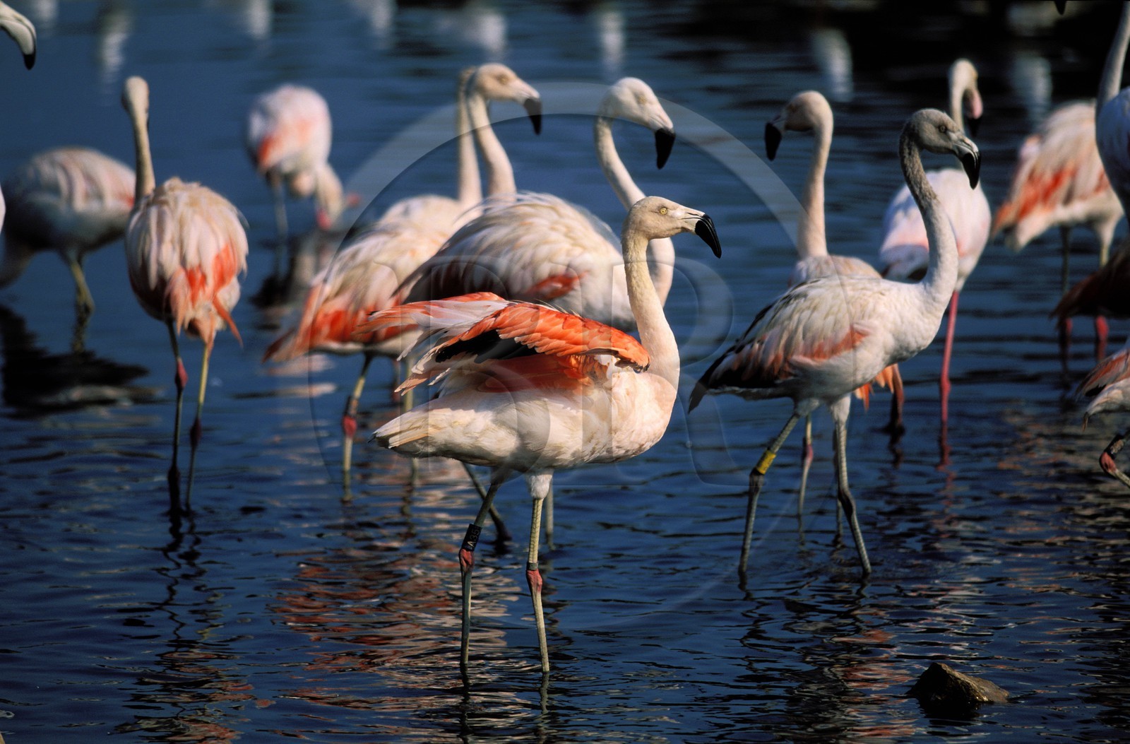 France, Aude, African reserve of Sigean, pink flamingos