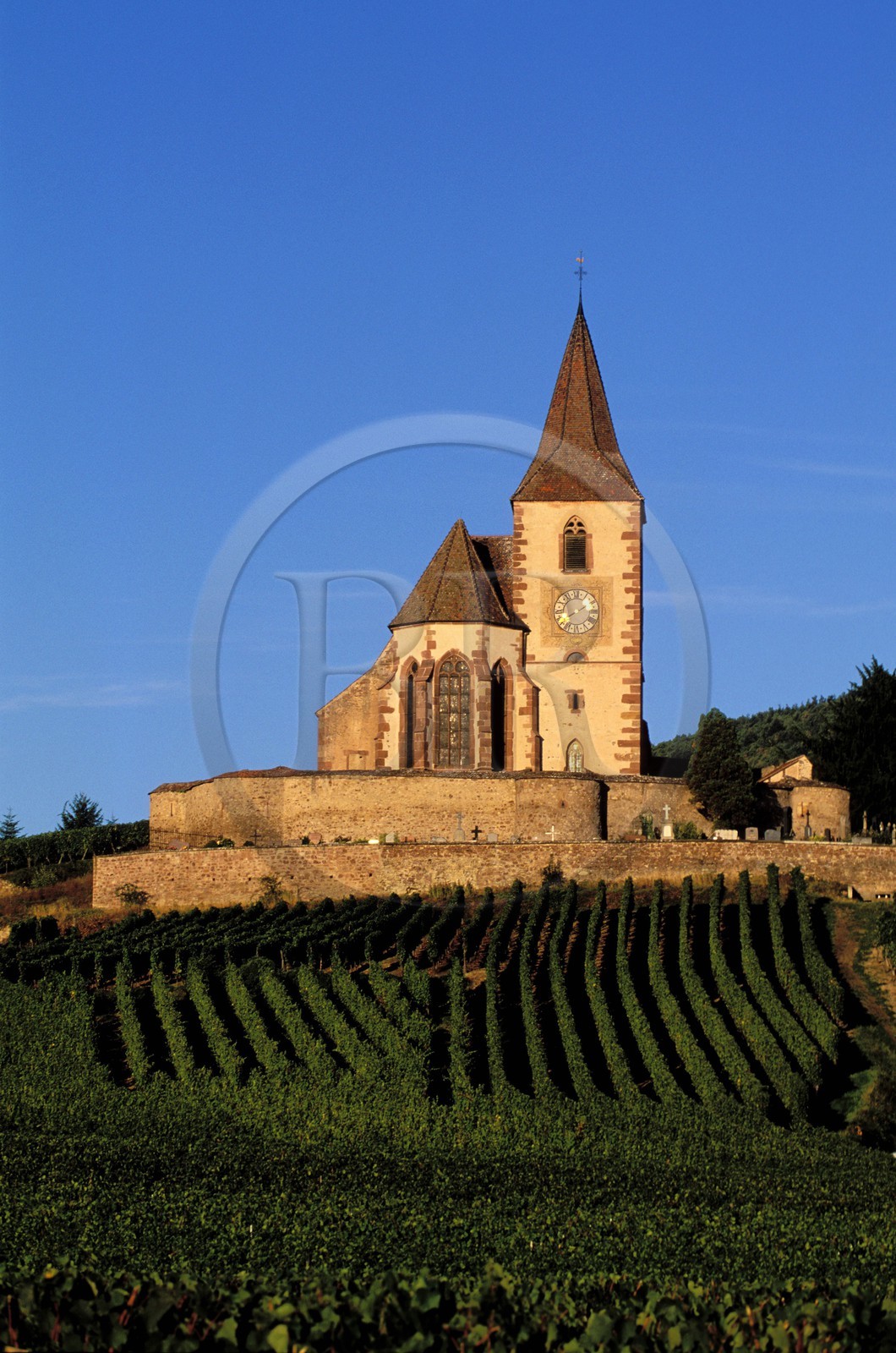 France, Haut Rhin, the Alsace Wine Route, Hunawihr village, labelled Les Plus Beaux Villages de France (The Most Beautiful Villages of France), church in the middle of vineyard France, Haut Rhin, the Alsace Wine Route, Hunawihr village, labelled Les Plus Beaux Villages de France (The Most Beautiful Villages of France), church in the middle of vineyard