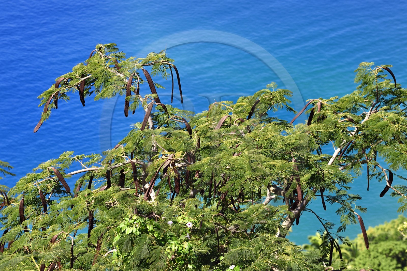 Caraïbes, Ile de la Dominique, baie de Soufrière, flamboyant (Delonix regia) et ses fruits