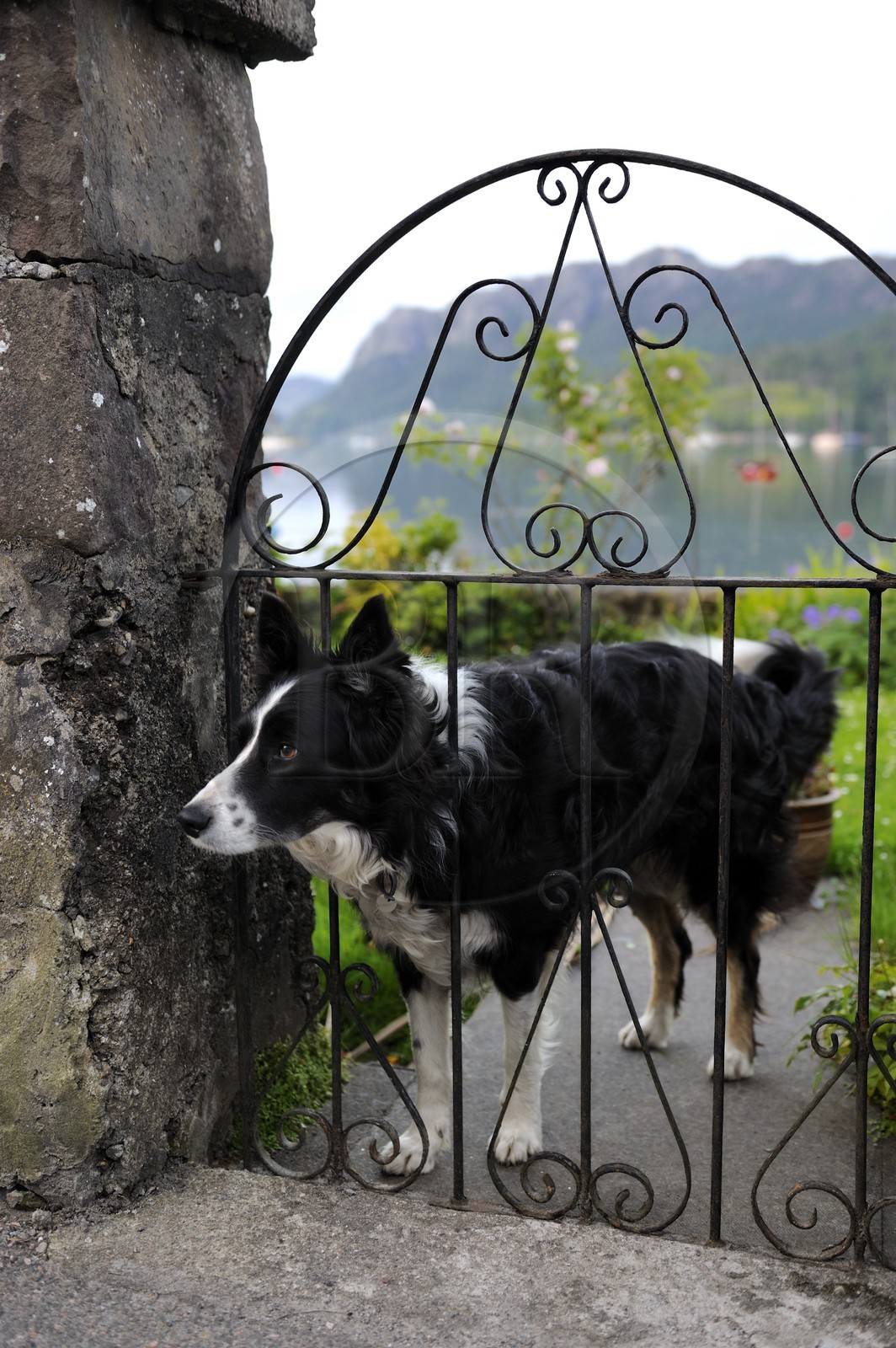 Royaume-Uni, Ecosse, Highland, Loch Carron, Plockton, le Border Collie est une race de chien de berger