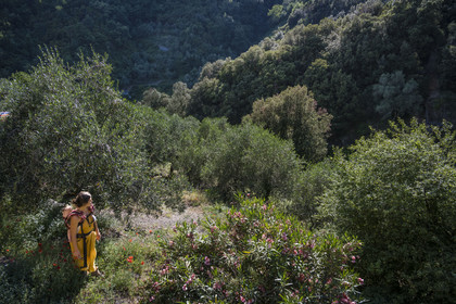 Italy, Liguria, Cinque Terre National Park listed as World Heritage by UNESCO, village of Monterosso al Mare, Farm the Brucaolivo, Costanza Lari entretien ses oliviers avec son bébé dans le dos