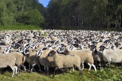 France, Puy de Dome, Parc Naturel Régional des Volcans d'Auvergne (regional nature park of Auvergne volcanoes), Chaine des Puys listed as World heritage by UNESCO, flock of Rava sheep in the forest at the foot of the Puy de Dôme volcano