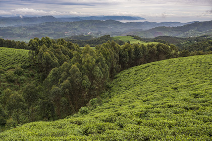 Rwanda, Province de l’Ouest, Gisakura, plantation de thé, le lac Kivu et les montagnes de la République démocratique du Congo en arrière plan