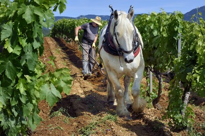 France, Var (83), Presqu'Ile de Saint-Tropez, Gassin, domaine de la Rouillère, Jean-Louis et Christine Calla décavaillonnent une parcelle de vigne avec leur jument percheronne et une charrue