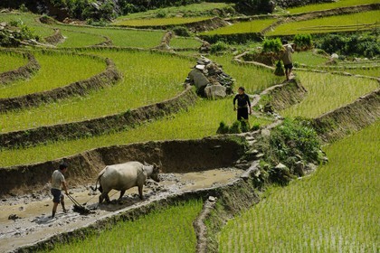 Vietnam, Lao Cai province, Sapa district, farmer from the Black Hmong minority group ploughing a rice field in terraces with a buffalo
