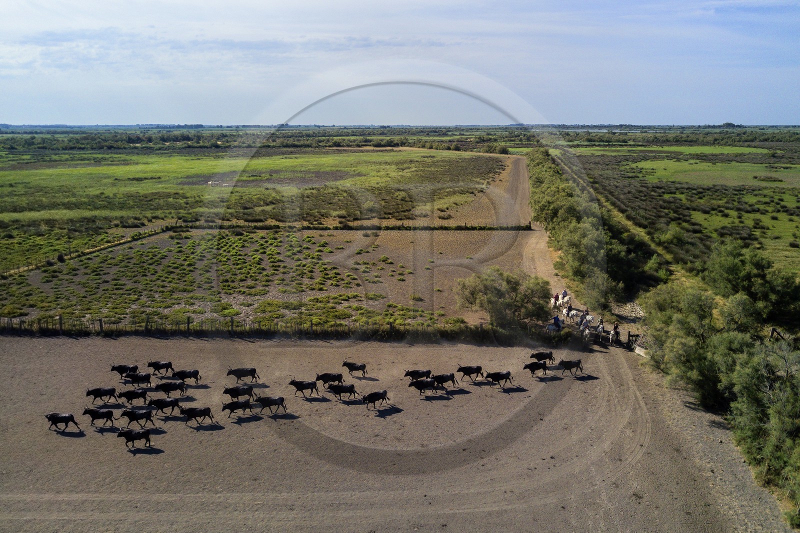 France, Bouches-du-Rhône (13), Parc naturel régional de Camargue, manade Jacques Mailhan, taureau camarguais appellé Raço di Biou, les gardians trient les taureaux (vue aérienne)
