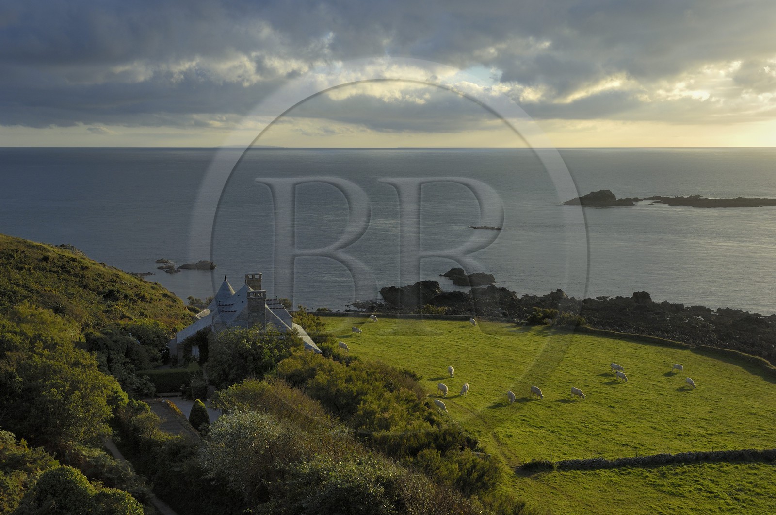 France, Manche (50), Cap de la Hague, le petit port de Goury, vaches dans les prés