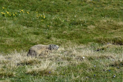France, Alpes de Haute Provence, Uvernet Fours, Mercantour National Park, Ubaye valley, Cayolle pass (2326 m), Marmot (Marmota marmota) on the the alpine lawn