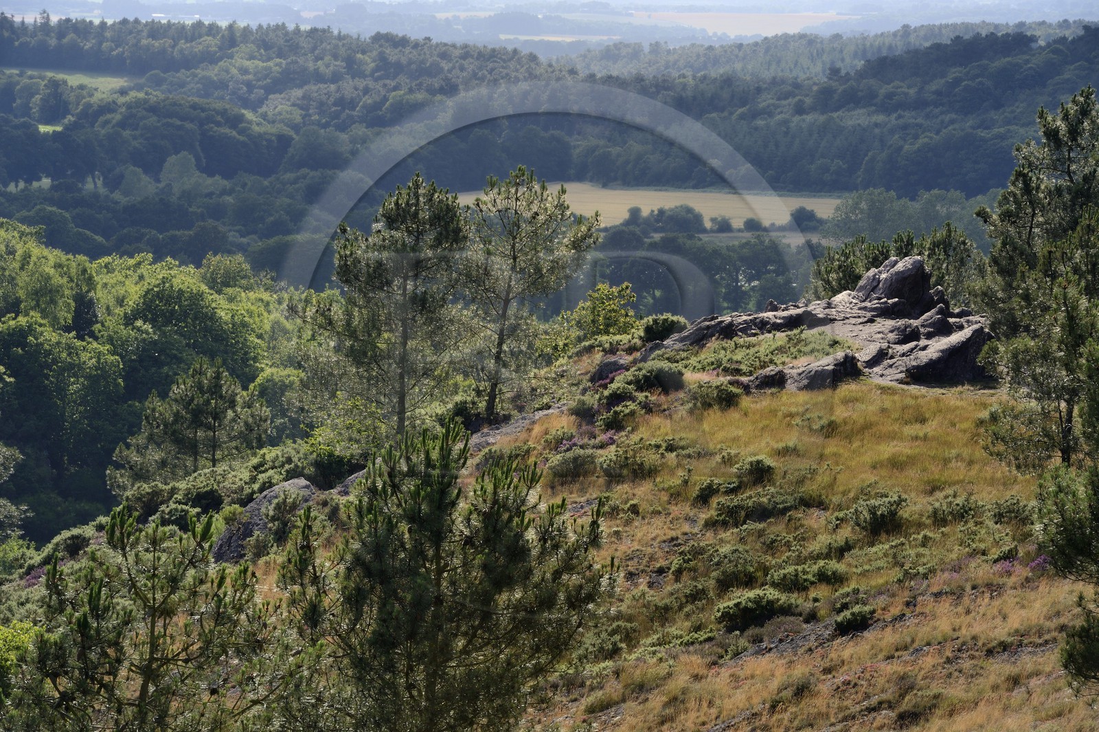 France, Morbihan (56), forêt de Brocéliande, Tréhorenteuc, la lande du Val sans retour