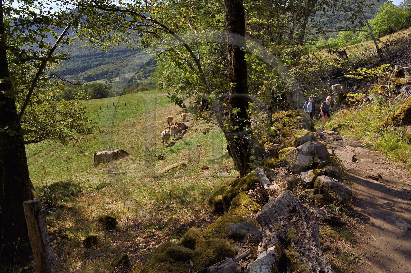 France, Cantal (15), Parc Naturel Régional des Volcans d’Auvergne, vallée de Brezons, hameau de Sanissage, chemin vers la cascade du Saut de la Truite