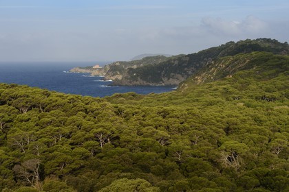 France, Var (83), Iles d'Hyères, parc national de Port Cros, Ile de Porquerolles, la côte Sud-Ouest vers la Gorge du Loup et le Fort du Grand Langoustier en arrière plan