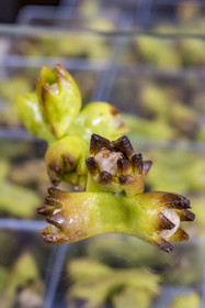 France, Yonne, Auxerre, Olivier Vidal chocolate maker, Meilleur Ouvrier de France, Autumn Hazelnuts (almond paste and hazelnuts)