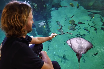 France, Pyrénées-Atlantiques (64), Pays-Basque, Biarritz, l'Aquarium - le Musée de la Mer, Jean Baptiste Nurenberg nourrissant une raie pastenague (Dasyatis pastinaca)