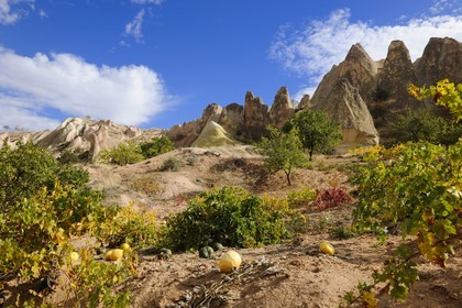 Turquie, Anatolie Centrale, province de Nevsehir, Cappadoce classée Patrimoine Mondial de l'UNESCO, vallon de Kizil Çukur (vallée Rouge) et vignes sur le versant occidental du massif de l'Ak Tepe vers Çavusin