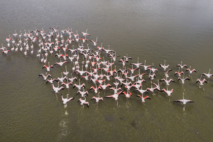 France, Gard, Vauvert, the Petite Camargue, Scamandre Regional Nature Reserve, flight of pink flamingos (Phoenicopterus roseus) (aerial view)