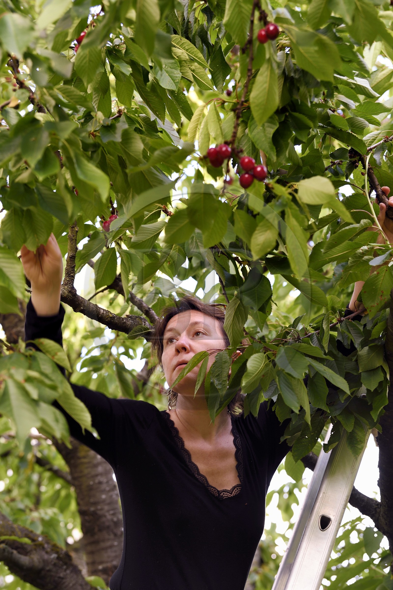 France, cerisier (Prunus cerasus), cerises dans l'arbre