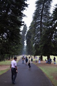 Sri Lanka, province du centre, Kandy, jardin botanique de Peradeniya, pins colonnaires (Araucaria columnaris)