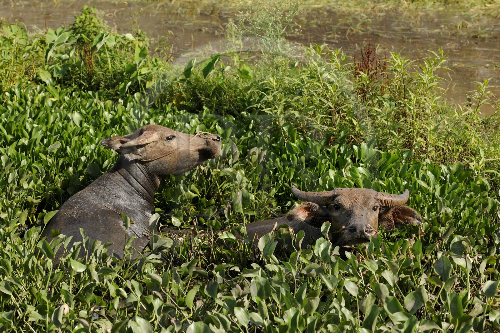 Vietnam, province de Ninh Binh, buffles dans les hautes herbes