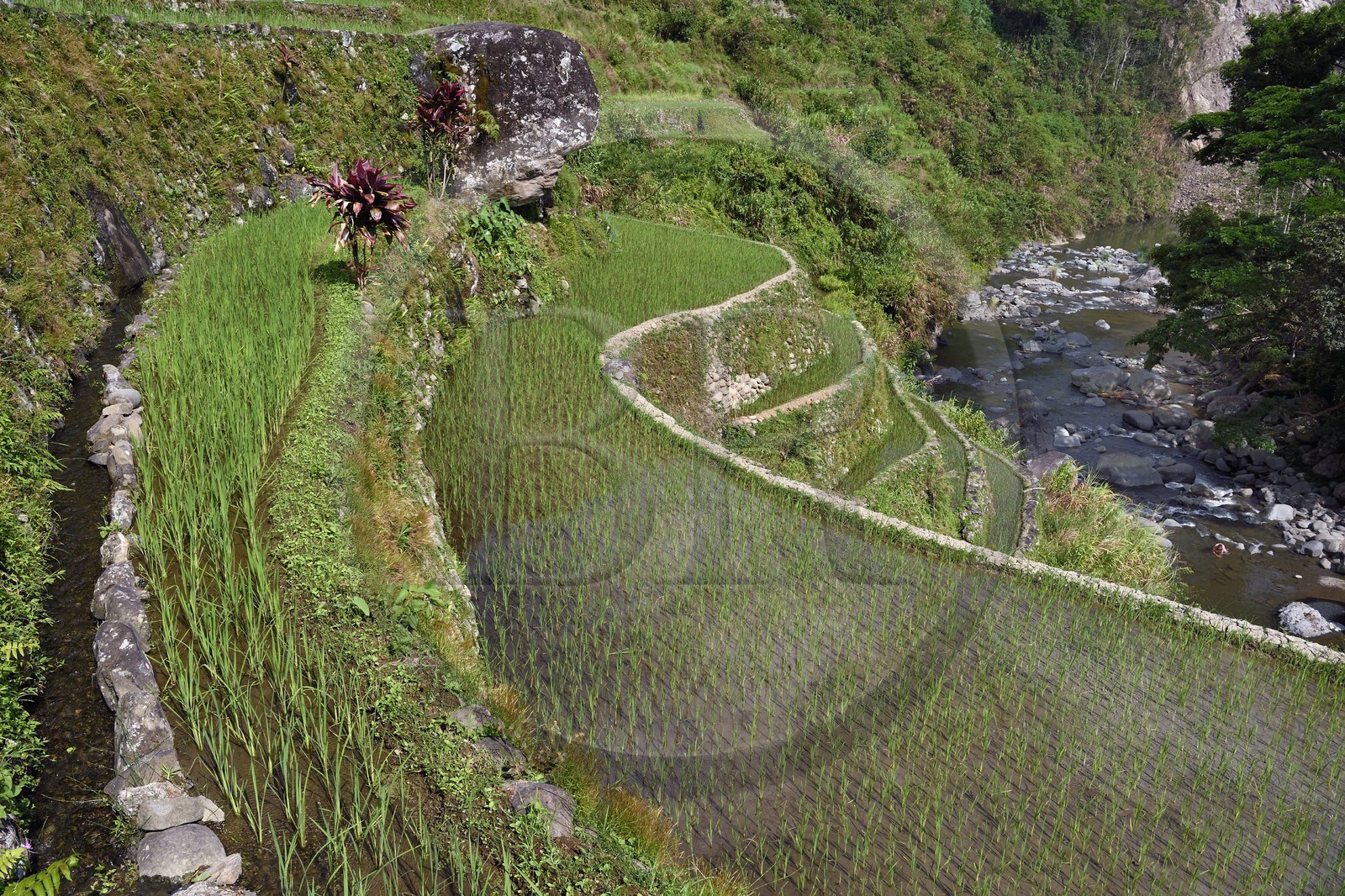 Philippines, province d'Ifugao, les rizières en terrasses de Banaue à Cambulo, classées Patrimoine Mondial de l'UNESCO, un des canaux d'irrigation et la rivière