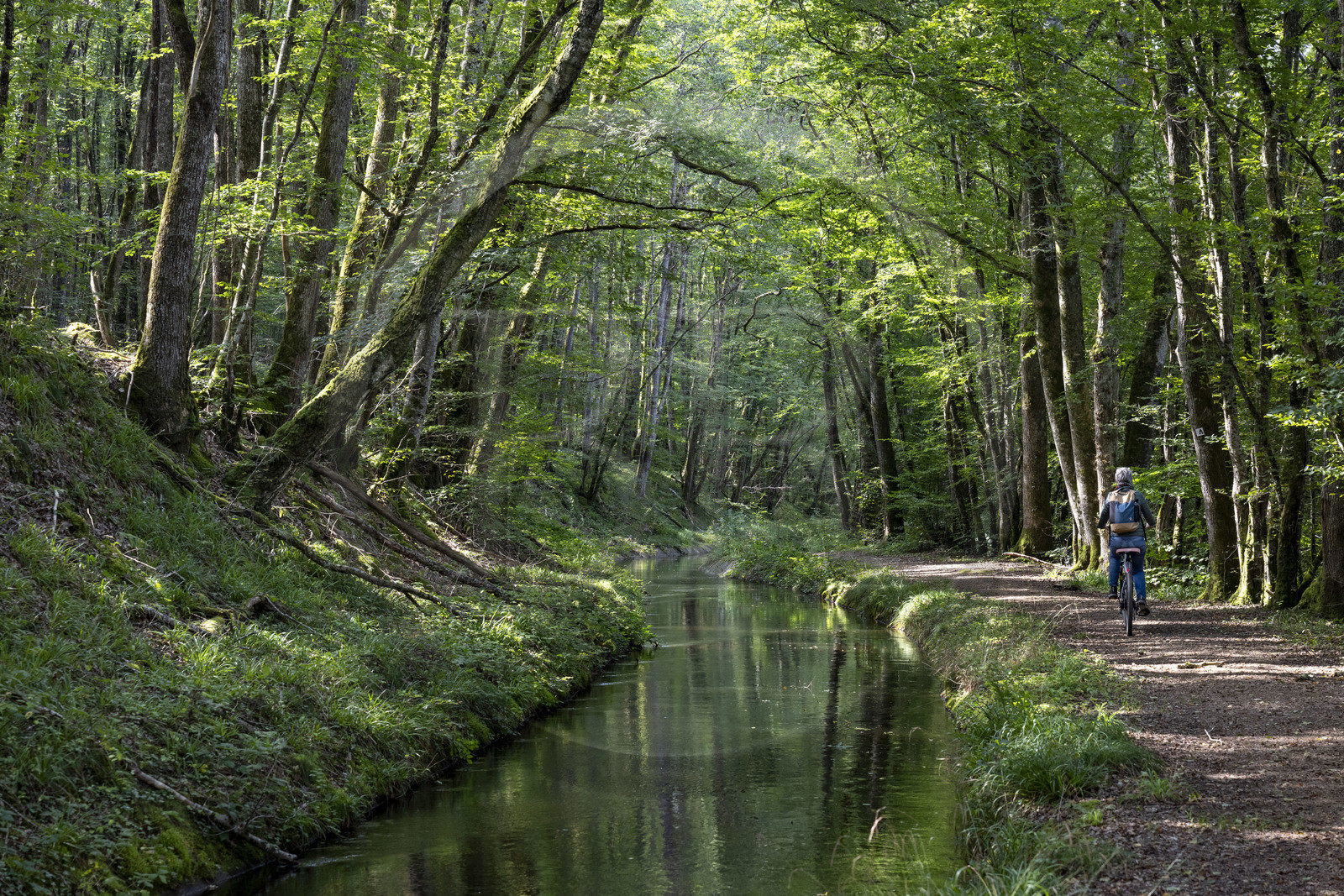 France, Nièvre (58), Parc naturel régional du Morvan, en aval de l'aqueduc de Montreuillon, cycliste sur le chemin bordant la Rigole d'Yonne qui puise les eaux de l'Yonne au lac de Pannecière et alimente le canal du Nivernais