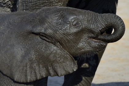 Zimbabwe, Matabeleland North Province, Hwange National Park, young wild african elephant (Loxodonta africana)