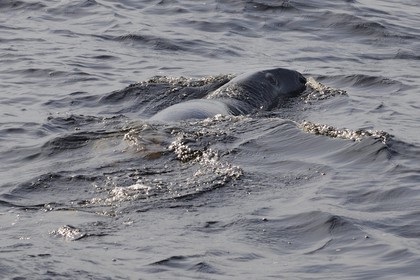 Canada, province de Québec, région du Manicouagan, phoque gris (Halichoerus grypus) au large de Tadoussac
