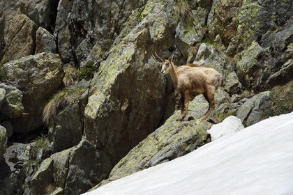 France, Alpes-Maritimes, national park of Mercantour, chamois (Rupicapra rupicapra) in the Madone de Fenestre valley